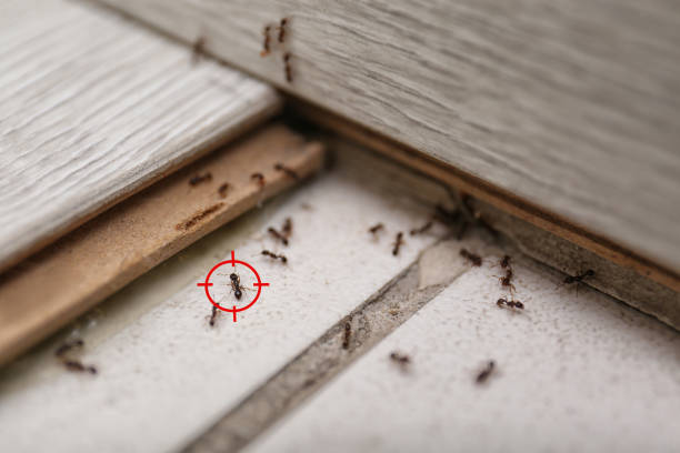 Best Best Pest Control Companies  in Cullowhee, NC