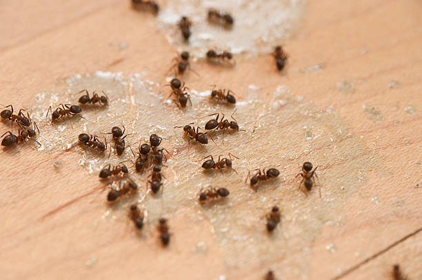 Best Affordable Pest Control Services  in Cullowhee, NC